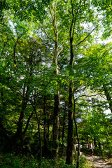 Obraz premium 上高地の風景