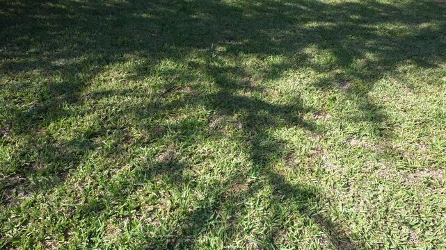 Shadows of a tree moving on the grass. Relaxing video. Video valid both vertically and horizontally