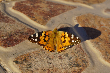 Butterfly called Vanessa cardui perched with its wings open