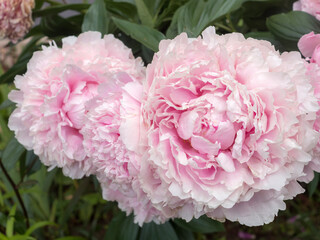 peonies in the garden closeup