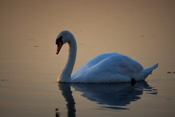 An adult mute swan swims in the water on a fall sunset. A mute swan swims in the calm water perpendicular to the camera lens.
