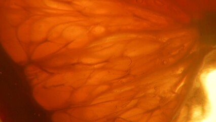 Obraz premium Abstract Macro Photography of Organic Patterns