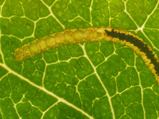 Leaf mining caterpillar of a Lyonetia Clerkella moth on a Cheery Tree leaf