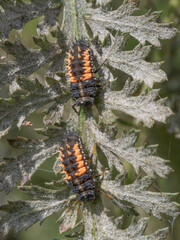 A pair of Ladybird larvae on an Achillea plant © Dave Harrison-Ward