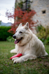dog catching the frisbee in the park