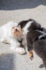 two dogs playing and one scary face