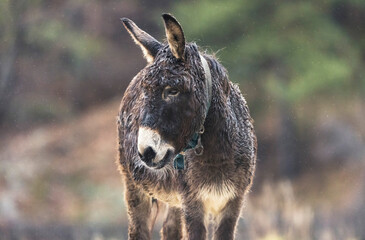 Against a soft morning backdrop, a solitary donkey exudes calmness as it explores the misty terrain, embodying the serene beauty of rural life