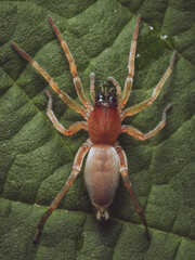 Leaf curling sac spider resting on a leaf