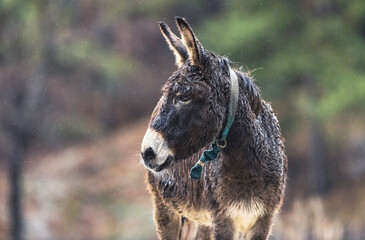 Bathed in the soft glow of dawn, a wet donkey gazes thoughtfully into the distance, its coat...