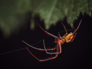 A leaf curling spider building a web