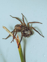 A wolf spider feeding on a woodlouse