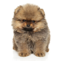 Adorable Pomeranian Spitz Puppy on White Background