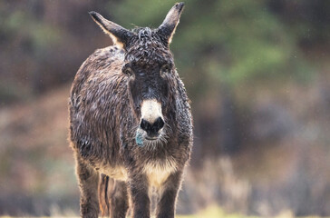 Rain falls softly as a lone donkey appears, its wet fur glistening while it observes its...