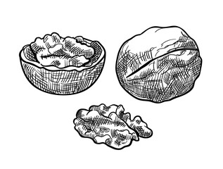 Set of walnuts, hand drawn sketch. One whole, half and seed of walnut. Isolated on white background.