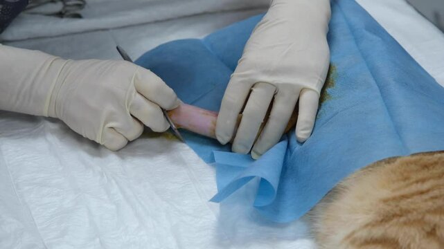 Taking the cat's broken arm into surgery. Cutting the area of the cat to be operated on with a scalpel. Doctor cutting cat skin with a scalpel.