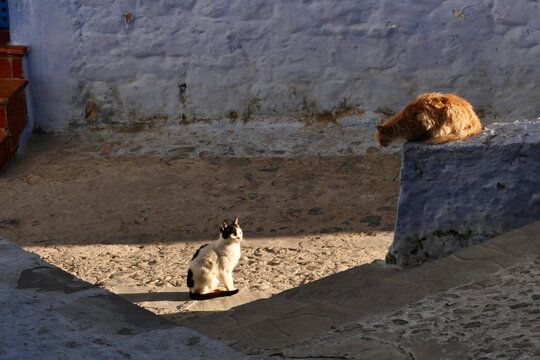 gatti di strada e di Souk del Marocco