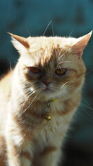 A close-up photo of a tabby cat with a soft, orange-brown coat. The cat has large, round eyes with bright yellow irises and long, white whiskers.
