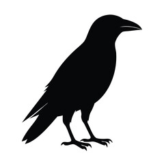 Vector Crow Silhouette Design Black Bird Illustrations.

