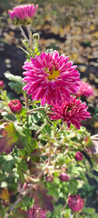 Pink chrysathemum autumn flowers, bloom. Sunny background. Romantic vertical wallpaper. Pink and purple flower buds. Close up view, gardening.