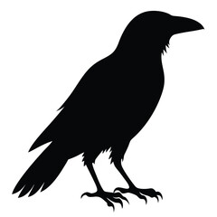 Vector Crow Silhouette Design Black Bird Illustrations.
