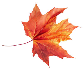 PNG Maple plant tree fragility.