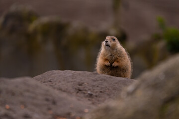 Prairie dog captured in the wild. Small rodent known as Cynomys