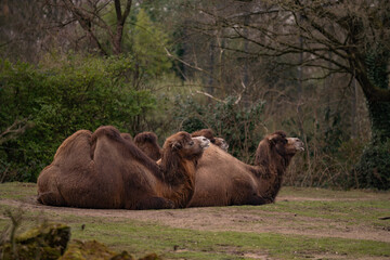 Three camels lying down and ruminating. Camelus dromedarius, wild animal with two humps