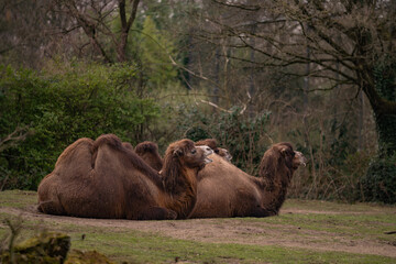 Three camels lying down and ruminating. Camelus dromedarius, wild animal with two humps
