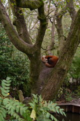 Red panda captured while sleeping. Ailurus fulgens wild animal similar to a raccoon that sits in a tree during the summer