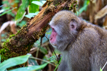 上高地の日本猿の写真