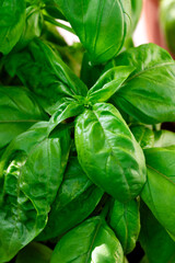 Primo piano di una piantina di basilico fresco, cibo mediterraneo 