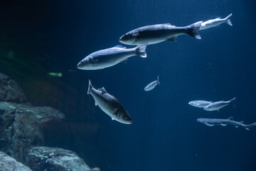 Life under the ocean. Exploring wild marine life underwater