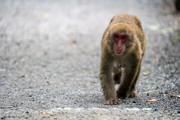 上高地の日本猿の写真