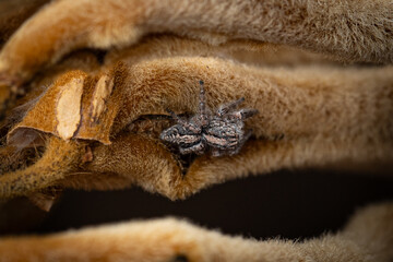 Macro photography. Small insect in its natural habitat.
insect life.