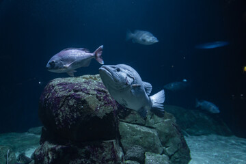 Obraz premium Life under the ocean. Exploring wild marine life underwater