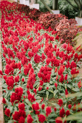Celosia argentea, commonly known as the plumed cockscomb or silver cock's comb