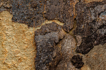 Macro photography. Tree bark texture, originating from the Brazilian Atlantic Forest.
