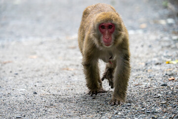 上高地の日本猿の写真