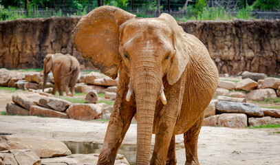 Female African Elephant with tusks looking out from its zoo home. African elephant ranging from Central Africa to South Africa.