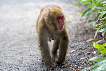 上高地の日本猿の写真