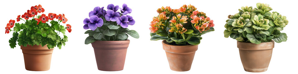 Naklejka premium A set of indoor plants in clay pots, a collection of plants. Transparent, background, png.