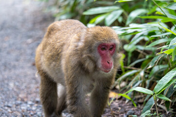 上高地の日本猿の写真