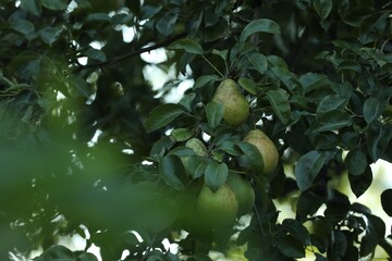 Pear tree branch with fruits in garden, closeup