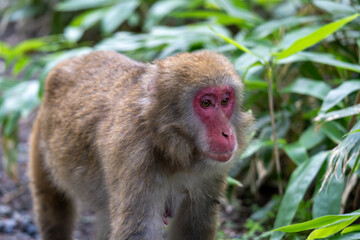上高地の日本猿の写真