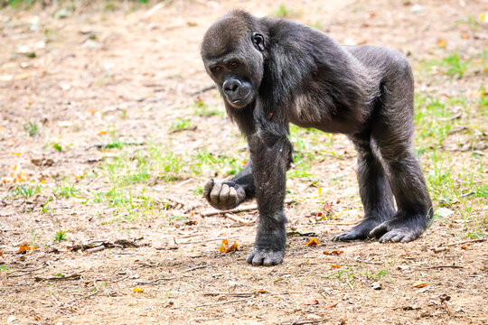 Juvenile Western Lowland Gorilla foraging at a zoo. This juvenile gorilla will grow to maturity in about 12 years and are the largest primate species. 