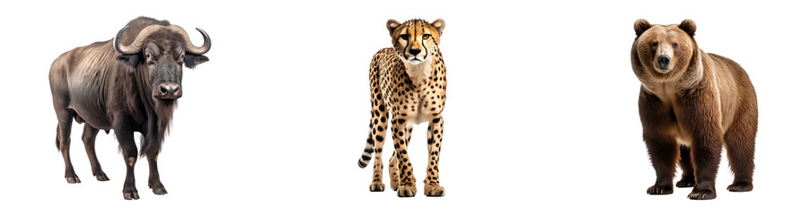 Fototapeta premium Group of wild animals, isolated on transparent background