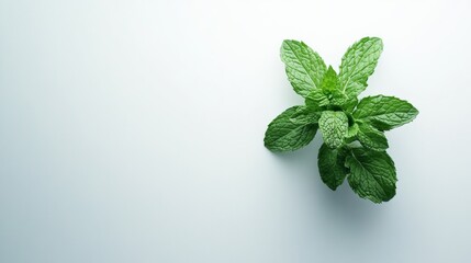 Mint plant isolated in white Background