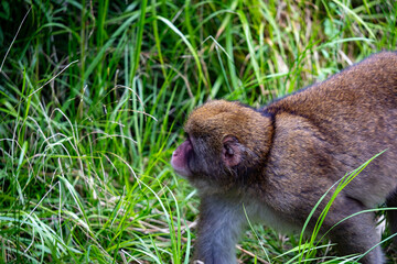 Obraz premium 上高地の日本猿の写真