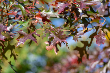 Quercus coccinea bright color red leaves during autumn season in daylight, ornamental tree