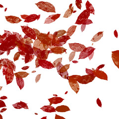 Red Leaves Falling Randomly